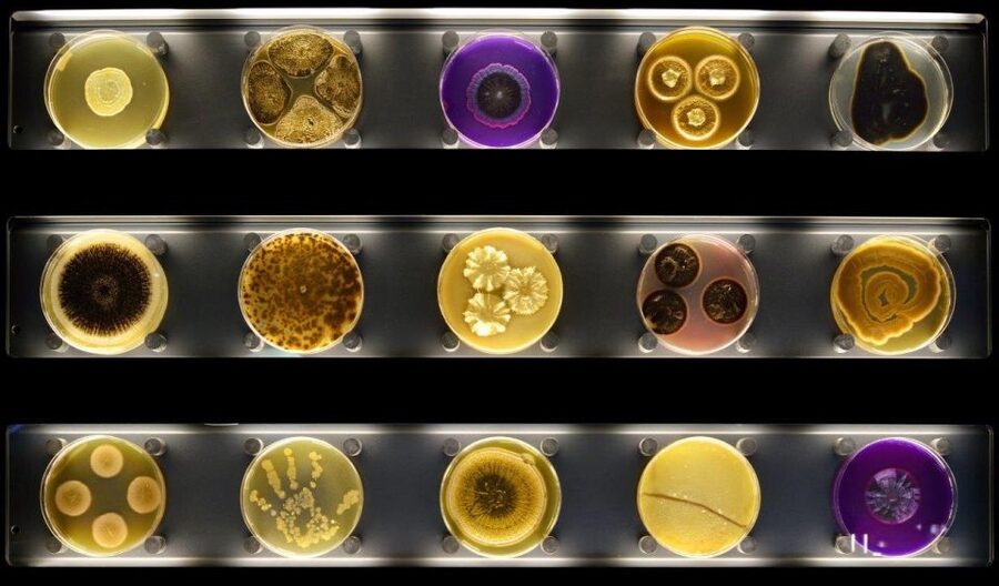 Amsterdam: ARTIS-Micropia Microbe Museum Entry Ticket - Quick reasons to put Micropia on your Amsterdam plan