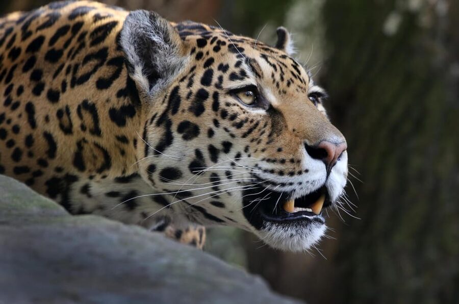 Amsterdam: ARTIS Royal Zoo and ARTIS Groote Museum Ticket - Who should book this ARTIS combination?