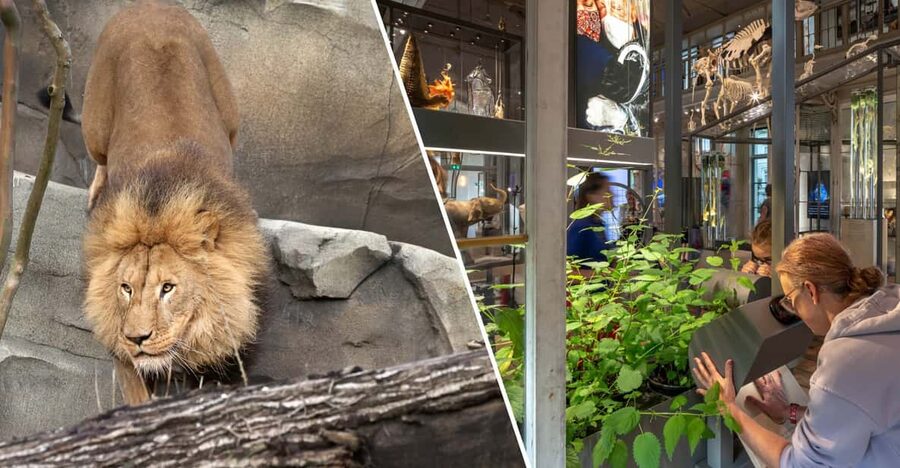 Amsterdam: ARTIS Royal Zoo and ARTIS Groote Museum Ticket - Elephants, calves, and the Elephant Expedition