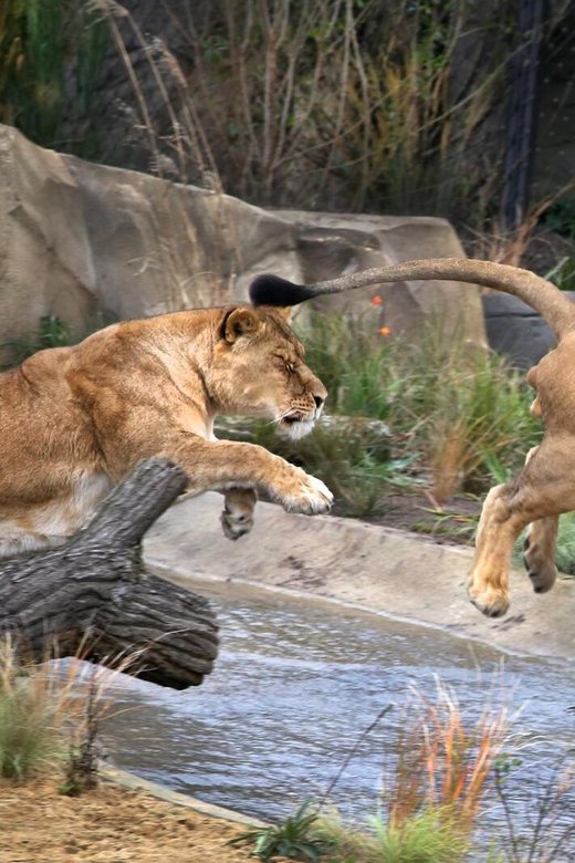 Amsterdam: ARTIS Royal Zoo and ARTIS Groote Museum Ticket - Why the museum and zoo work better together