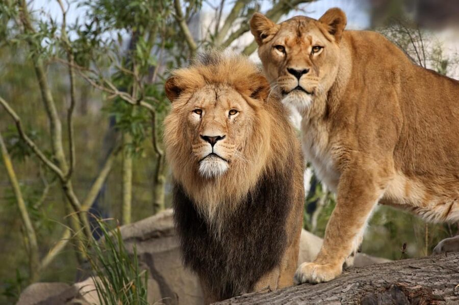 Amsterdam: Artis Royal Zoo & ARTIS-Micropia Combo Ticket - Practical details that can save you time