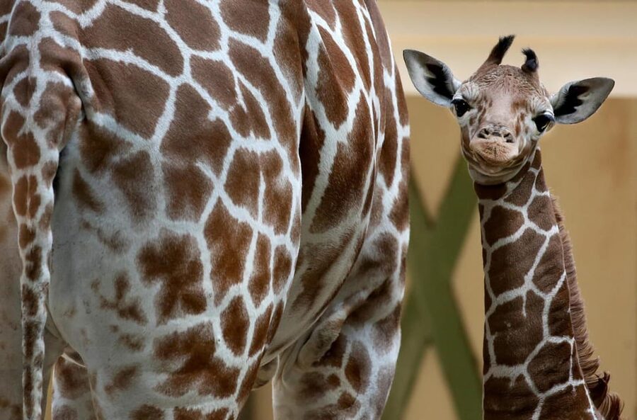 Amsterdam: Artis Royal Zoo & ARTIS-Micropia Combo Ticket - A central Amsterdam zoo with more variety than expected