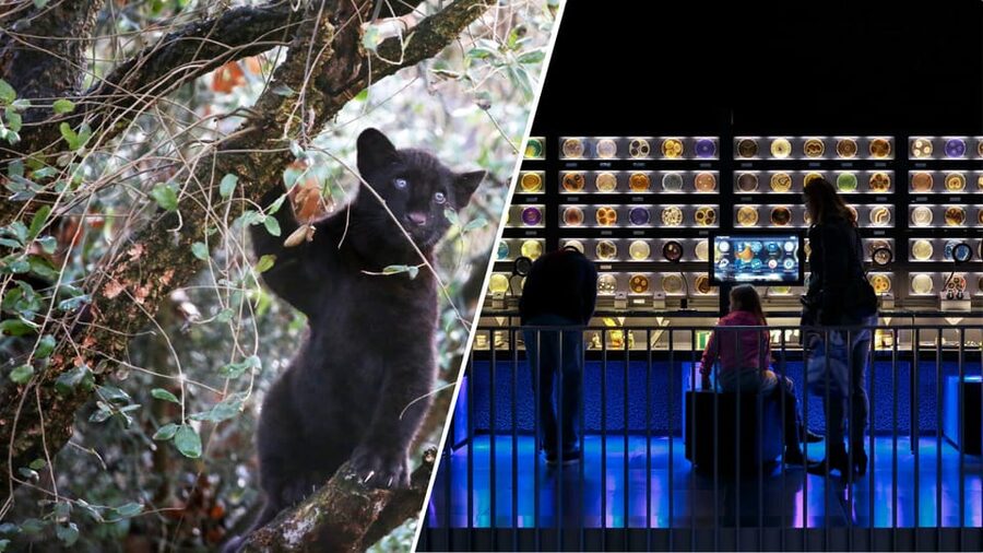 Amsterdam: Artis Royal Zoo & ARTIS-Micropia Combo Ticket - The Planetarium adds a change of pace