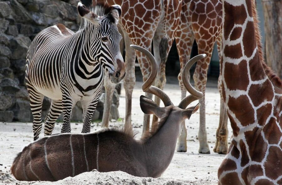 Amsterdam: Artis Royal Zoo & ARTIS-Micropia Combo Ticket - How to build a comfortable one-day plan