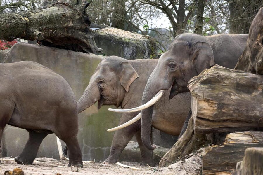 Amsterdam: Artis Royal Zoo & ARTIS-Micropia Combo Ticket - Who will enjoy ARTIS most?