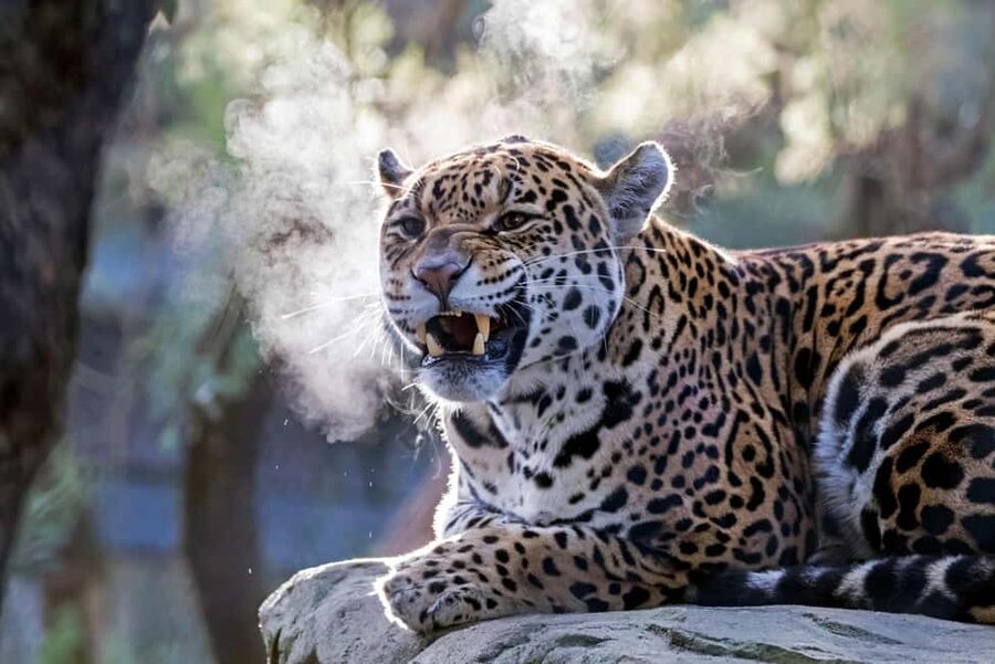 Amsterdam: ARTIS Royal Zoo Entry Ticket - Key points to know before you go