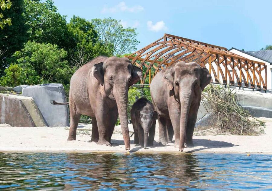 Amsterdam: ARTIS Royal Zoo Entry Ticket - A four-hour route through animals, plants, and indoor exhibits