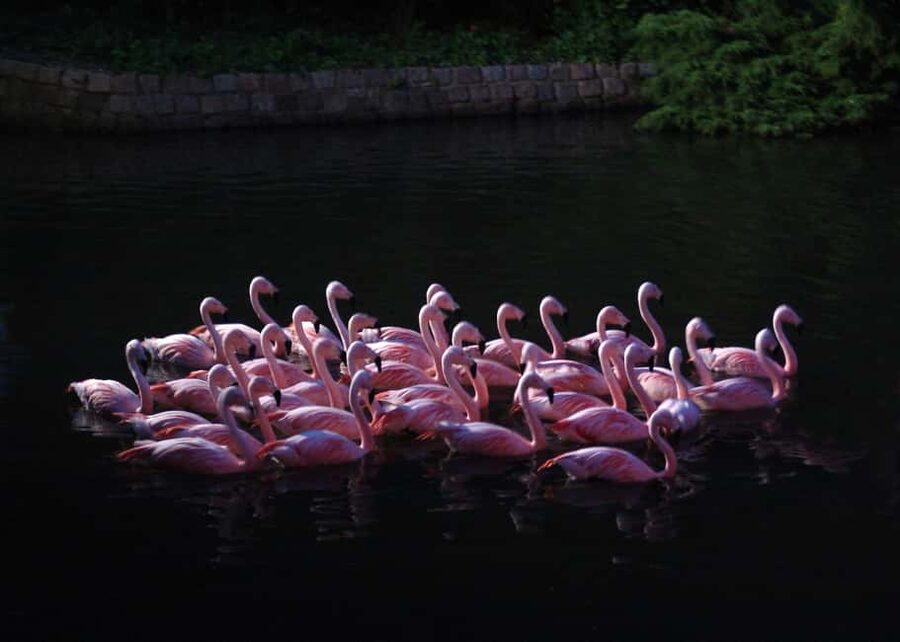 Amsterdam: ARTIS Royal Zoo Entry Ticket - The Butterfly Pavilion is a strong rainy-day stop