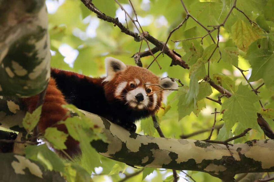 Amsterdam: ARTIS Royal Zoo Entry Ticket - What to expect at the ARTIS Planetarium