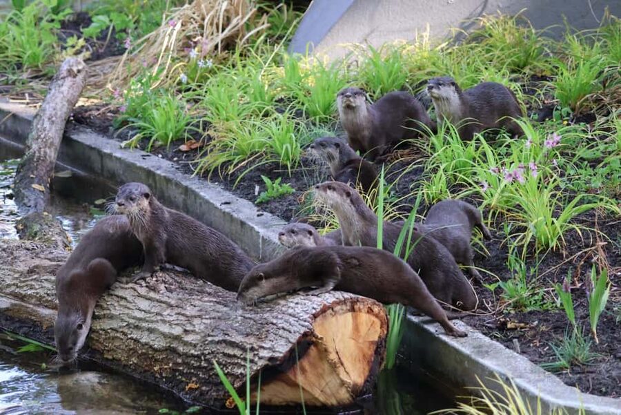 Amsterdam: ARTIS Royal Zoo Entry Ticket - Zookeeper talks and the daily schedule