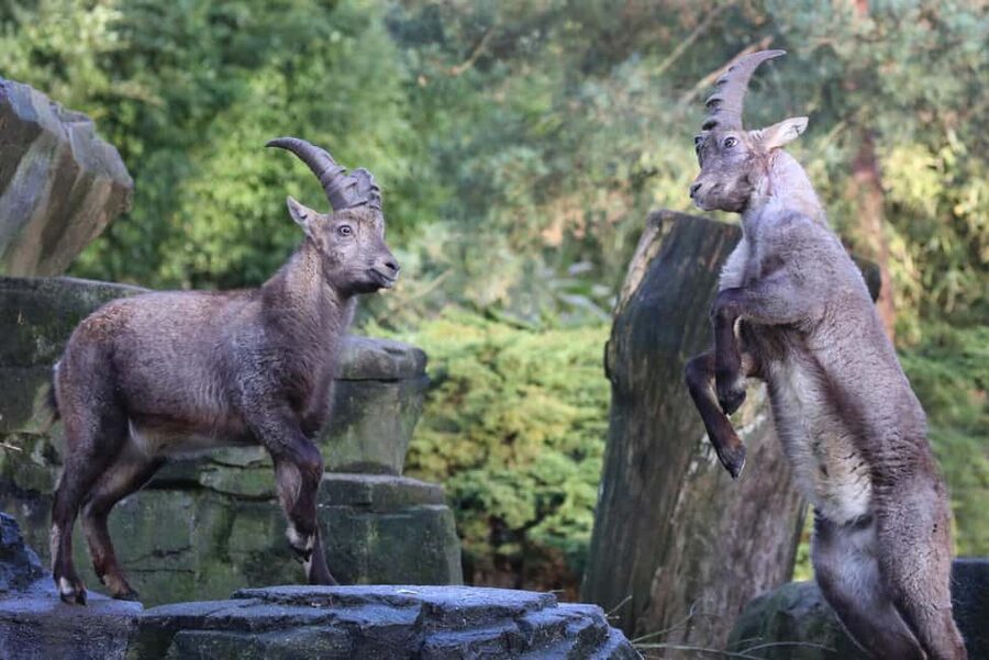 Amsterdam: ARTIS Royal Zoo Entry Ticket - Food, facilities, and a comfortable pace