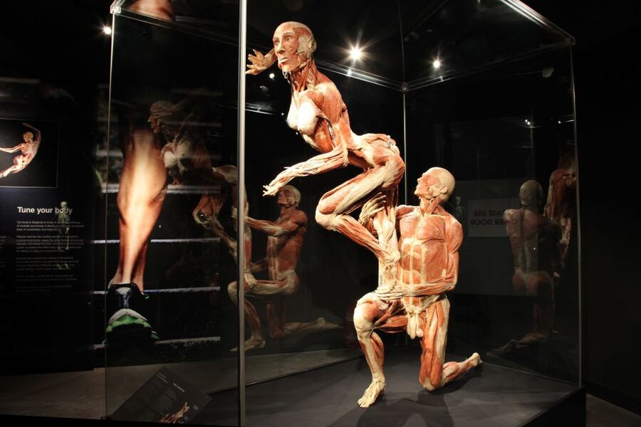 Amsterdam: Body Worlds Exhibition and Canal Cruise - From Damrak 68r to Amsterdam’s canals