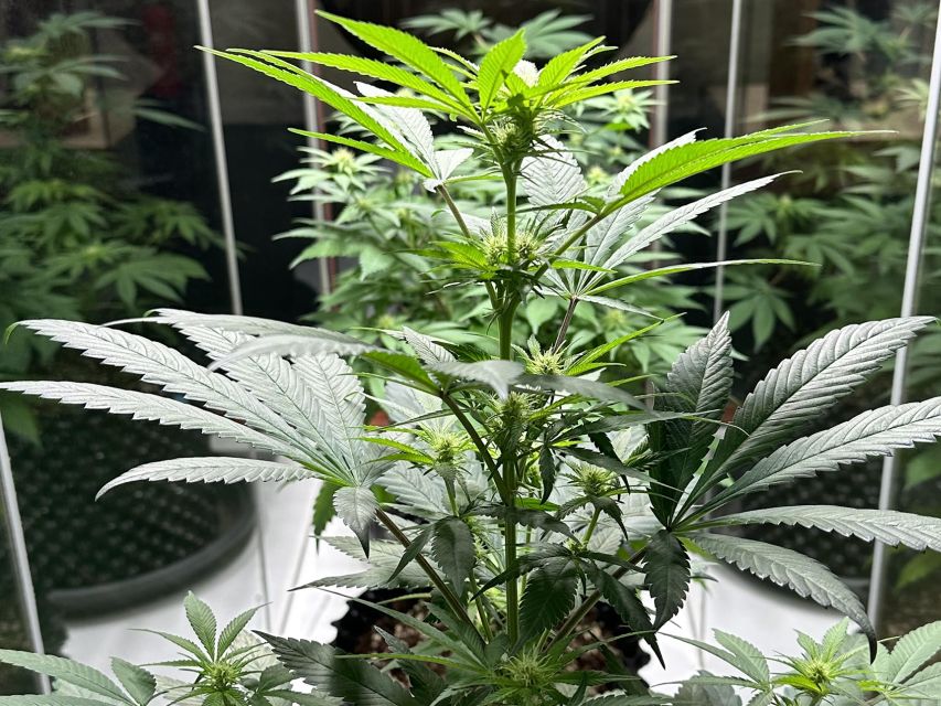 Amsterdam: Cannabis Museum Entry Ticket - The audio tour and the value of going at your own speed