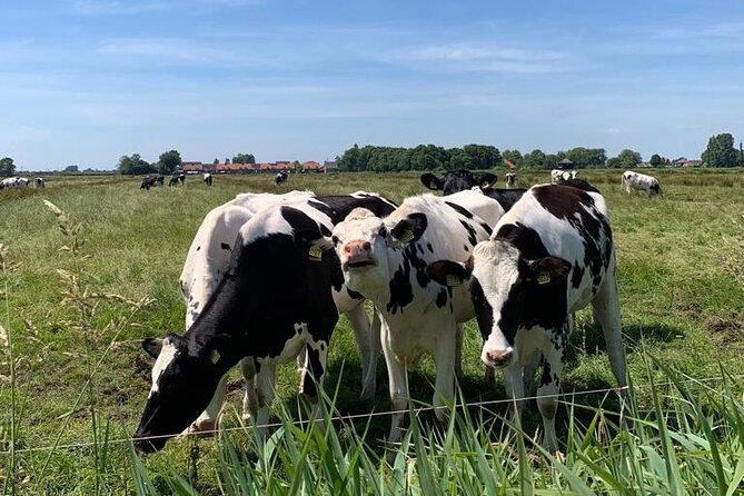 Amsterdam Countryside Bike and Kayak Tour - Kayaking through Watergang’s quiet wetlands