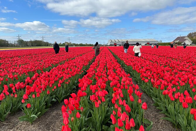 Amsterdam: Day trip to Tulip Farm, Keukenhof + Windmill Cruise - Getting to This is Holland from Amsterdam Central