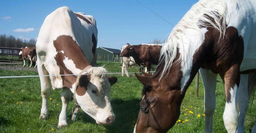 Amsterdam: Full-Day Countryside Tour - Edam and the character of Volendam