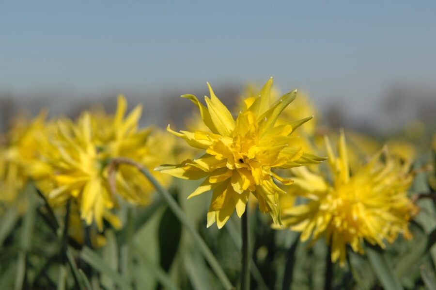 Amsterdam: Half-Day Flower Fields and Keukenhof Bicycle Tour - Key points at a glance