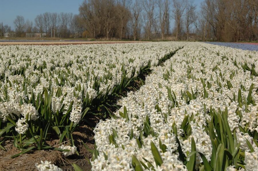 Amsterdam: Half-Day Flower Fields and Keukenhof Bicycle Tour - Picking up a bicycle in Hillegom