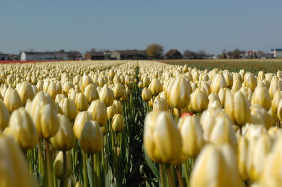 Amsterdam: Half-Day Flower Fields and Keukenhof Bicycle Tour - How the six-hour schedule feels