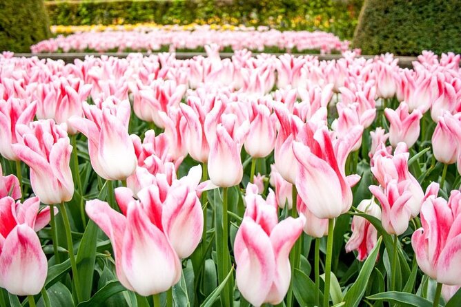 Amsterdam: Keukenhof Entry & Shuttle Bus with Flexible Return - Who should book this day trip