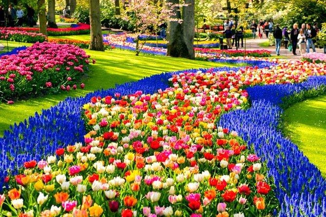 Amsterdam : Keukenhof FlowerFarm Privatetour Skip-The-Line ticket - De Tulperij offers a closer look at tulip farming