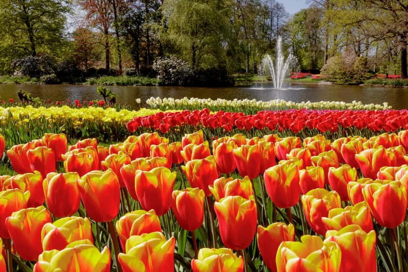 Amsterdam: Keukenhof Ticket and Roundtrip Shuttle Transfer - Is $40 good value?