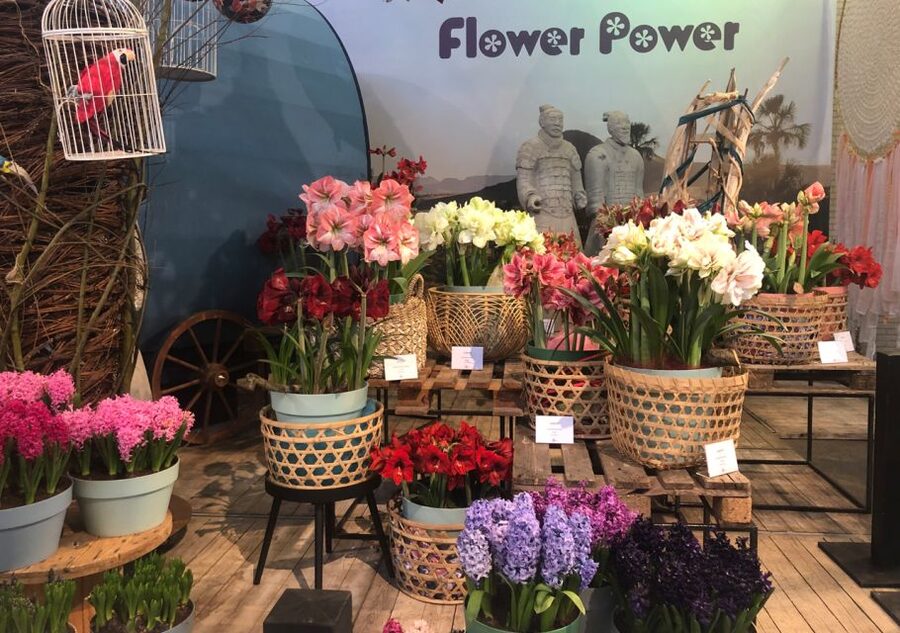 Amsterdam: Keukenhof Tulip Garden and Giethoorn Experience - The final call