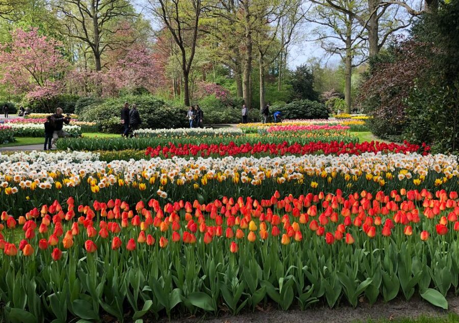Amsterdam: Keukenhof Tulip Garden and Giethoorn Experience - What the $175 price really covers