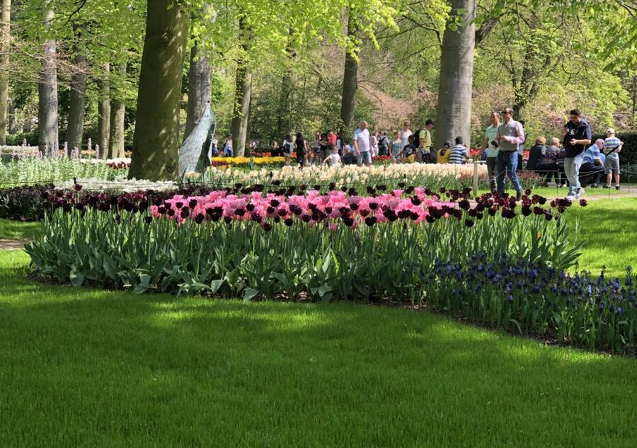 Amsterdam: Keukenhof Tulip Garden and Giethoorn Experience - Who should book this tour