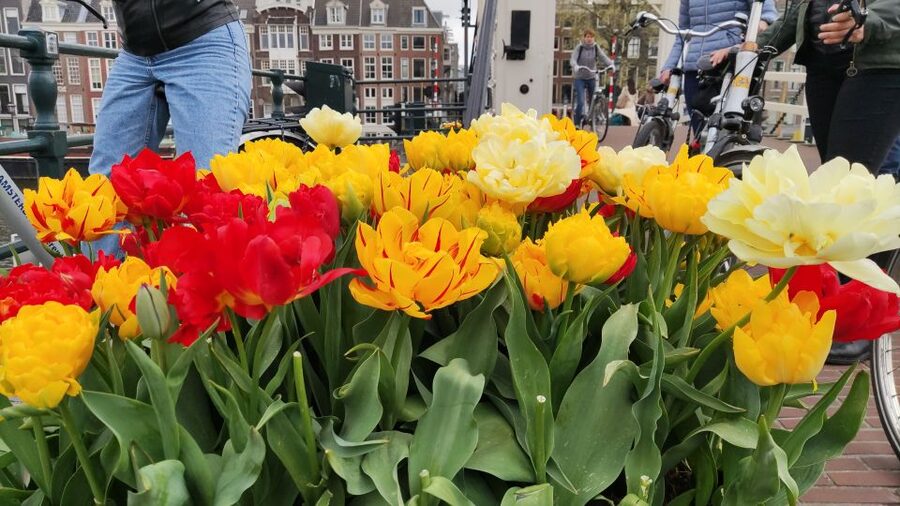 Amsterdam: Off the Beaten Path Bike Tour in French - Who will enjoy this ride most