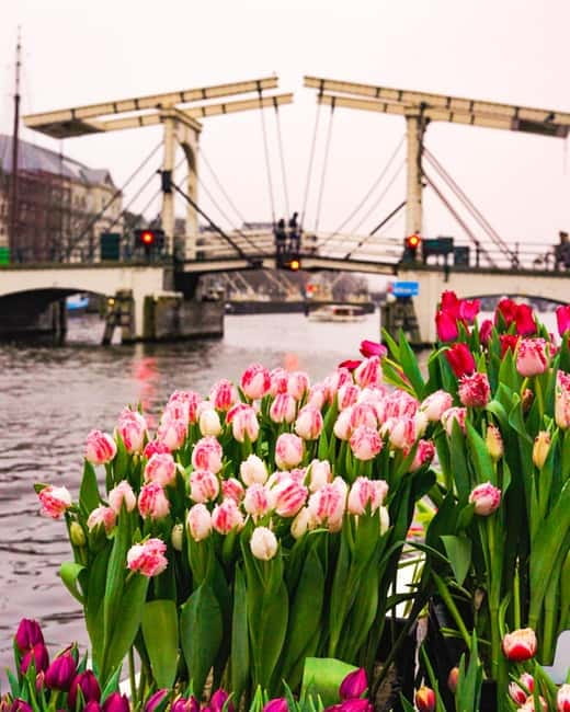 Amsterdam: Premium Tulip Boat Canal Tour - Rain, visibility, and the no-toilet reality