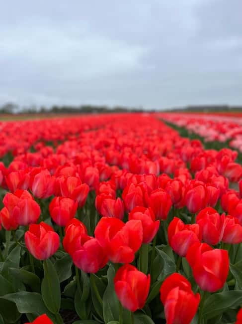 Amsterdam: Private Keukenhof and Free Tulip Tour - Key points to know before booking