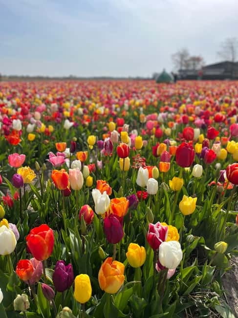 Amsterdam: Private Keukenhof and Free Tulip Tour - The Lisse stop and the best photo opportunities