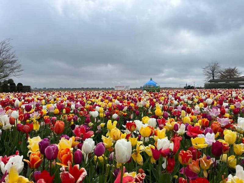 Amsterdam: Private Keukenhof and Free Tulip Tour - Is $637 good value for three people?