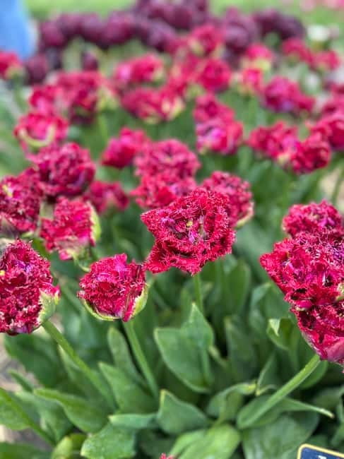 Amsterdam: Private Keukenhof and Free Tulip Tour - Who will enjoy this tour most?