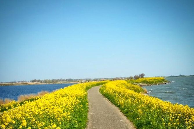 Amsterdam's Countryside Half-Day Bike Tour in Small Group - What Waterland Teaches You About the Netherlands