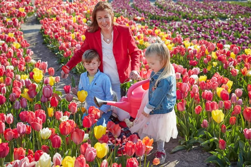 Amsterdam : Tulip Wonderland Tour - Key points to know before you go