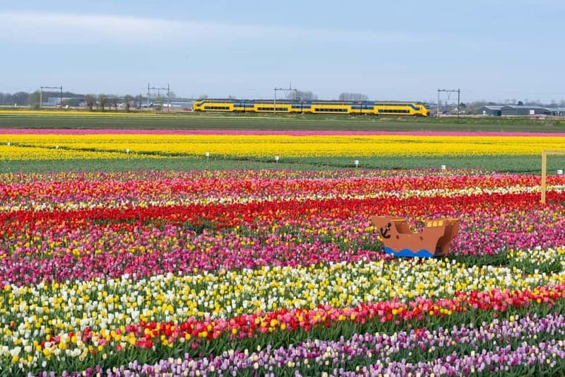 Amsterdam : Tulip Wonderland Tour - Photos, fresh flowers, and lunch