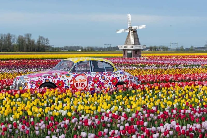 Amsterdam : Tulip Wonderland Tour - Weather, access, and practical comfort