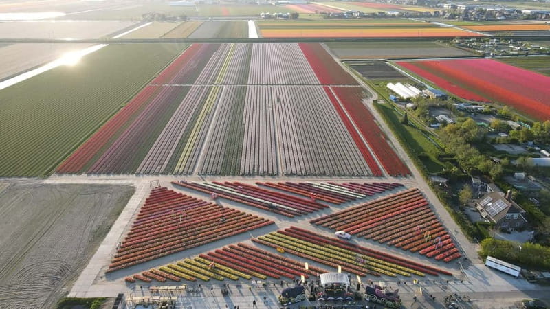 Amsterdam : Tulip Wonderland Tour - Who will enjoy the Tulip Barn most