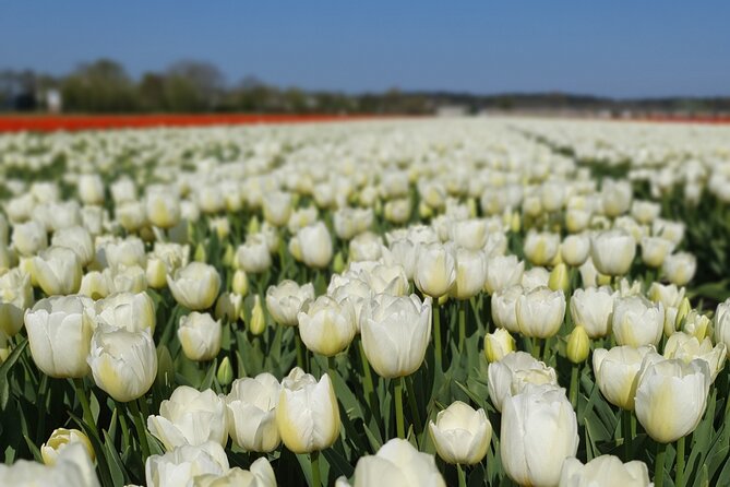Amsterdam TulipFields of Holland Tour - Leaving Amsterdam for the bulb region