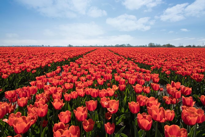 Amsterdam TulipFields of Holland Tour - Two hours among working flower fields