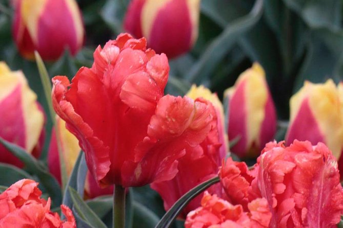 Amsterdam TulipFields of Holland Tour - What Leander adds to the experience