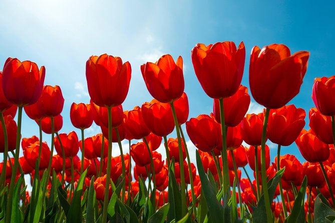 Amsterdam TulipFields of Holland Tour - Practical details before you go