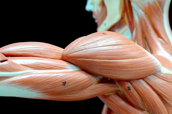 Body Worlds Amsterdam Admission Ticket - Seeing the human body at Body Worlds Amsterdam