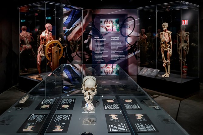 Body Worlds Amsterdam Admission Ticket - What you see during the 1.5 to 2-hour visit