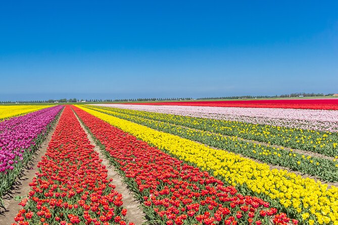 Day Trip to Famous Tulip Route in Noordoostpolder From Amsterdam - Why Noordoostpolder is different from Keukenhof