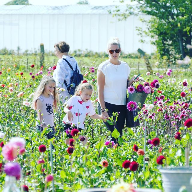 From Amsterdam: Holland Flower and Windmill Tour - summer ed - From the flower fields to Warmond