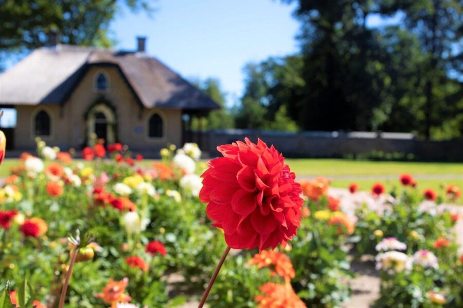 From Amsterdam: Holland Flower and Windmill Tour - summer ed - Apple pie, coffee, and a slower farm pause