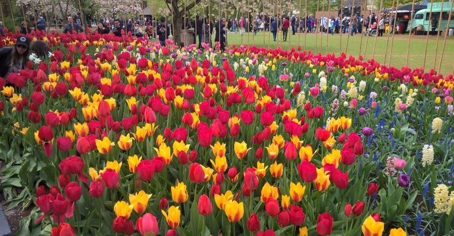 From Amsterdam: Keukenhof and Zaanse Schans Small Group Tour - Key points at a glance